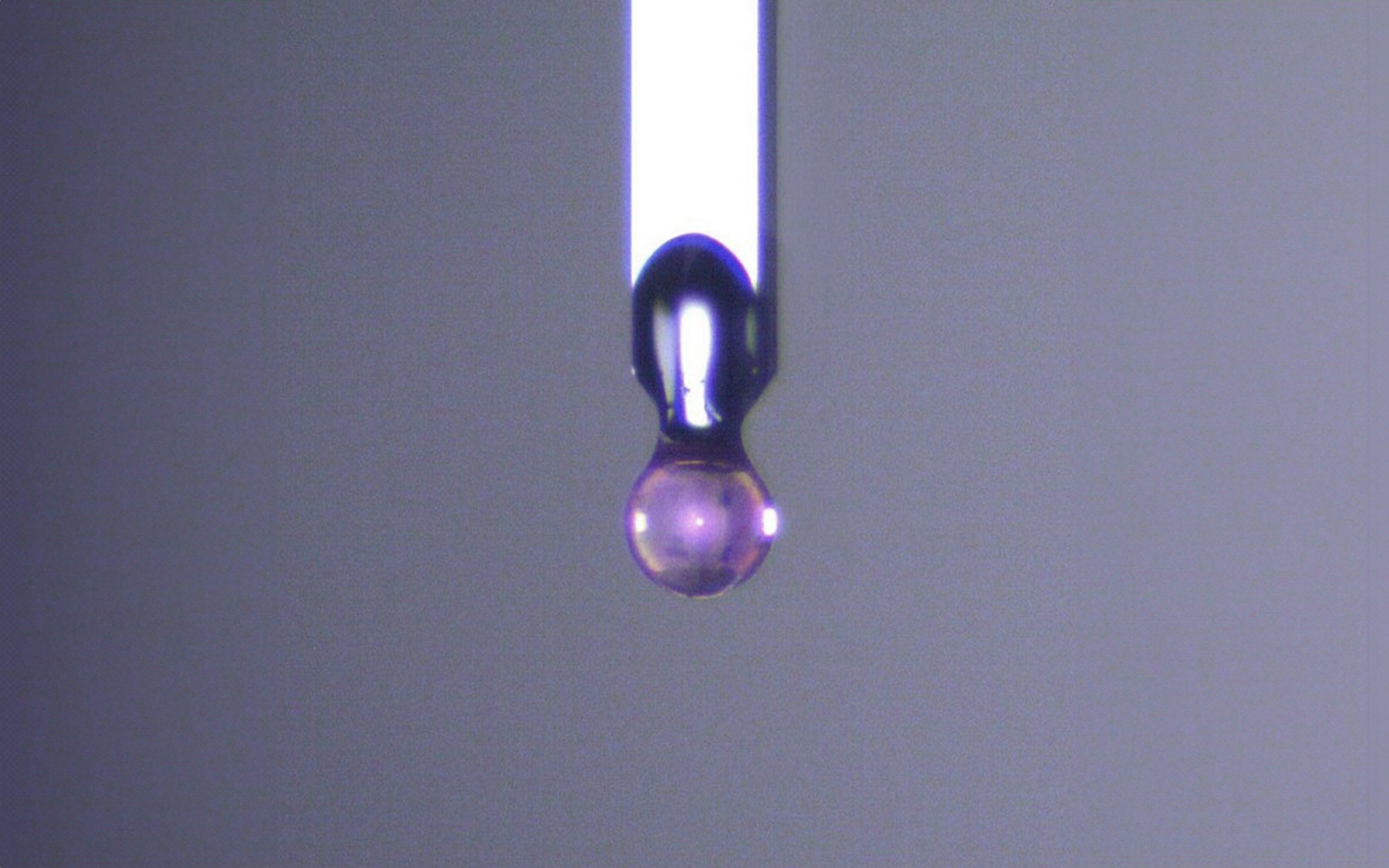<p>Close-up of a spherical ruby indenter tip used for soft material characterization.</p>